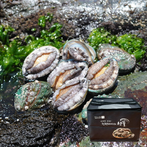 [WANDO] 완도 활전복 꼬마전복 6미~35미 1kg (옵션 택1)