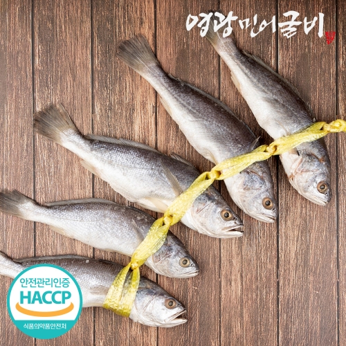 [영광민어굴비] 영광 비늘제거 민어 굴비 엮걸이 특대 10미 2.3kg내외