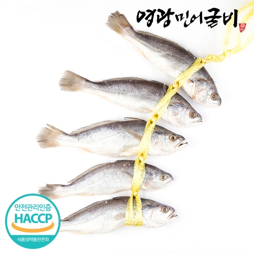 영광 비늘제거 민어 굴비 엮걸이 5미 1.2kg내외