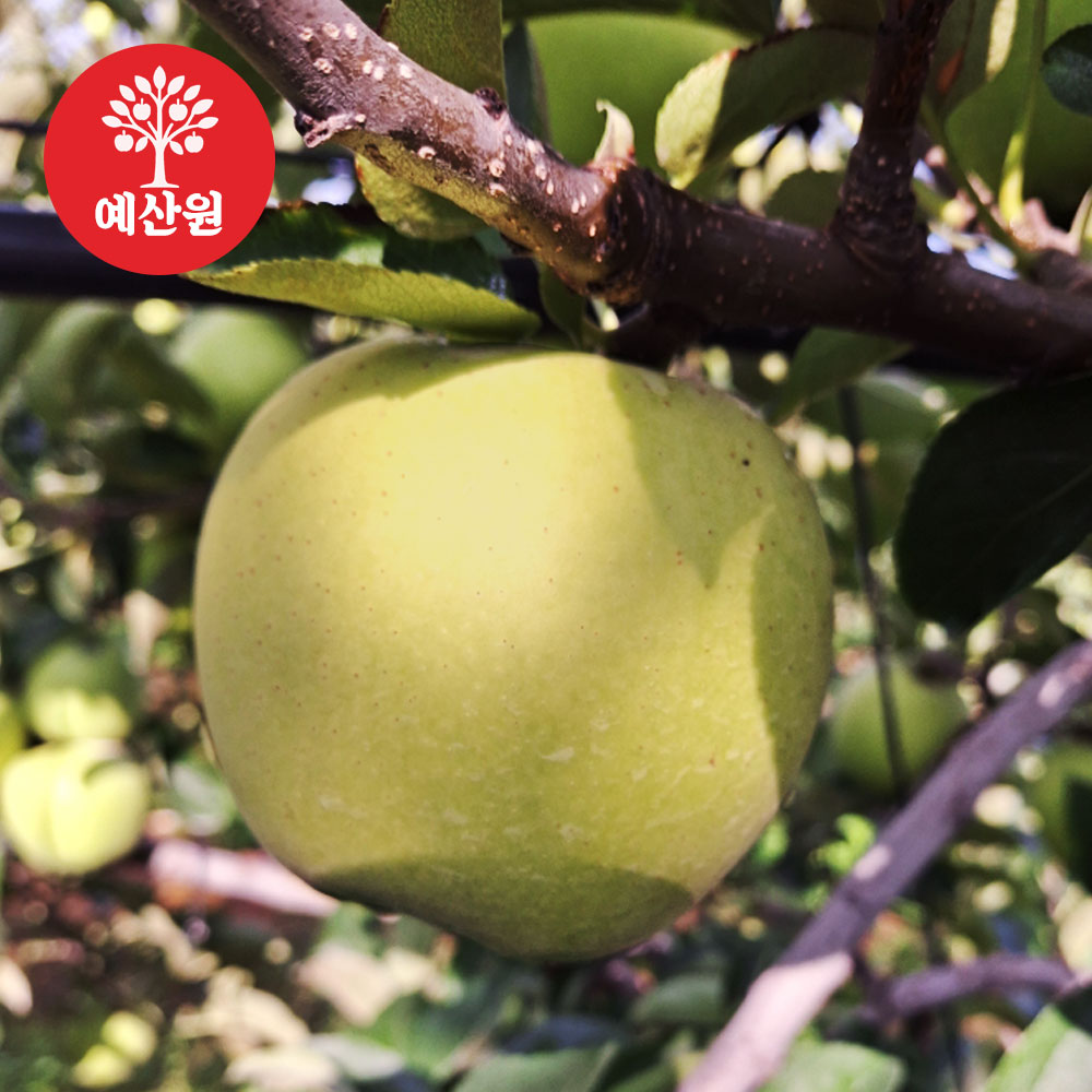 [예산사과] 과즙가득 맛있는 시나노골드 5kg 14과