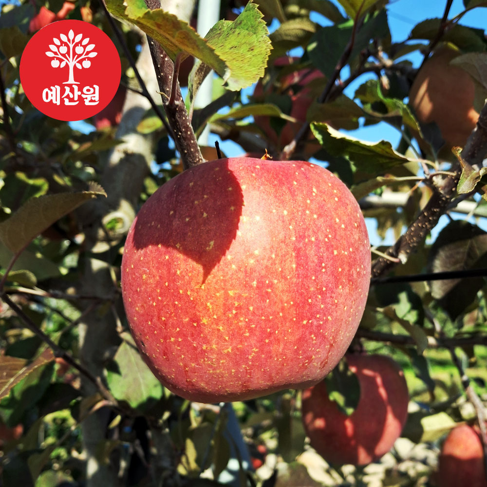 [예산사과] 새콤달콤 맛있는 부사 10kg 26~28과