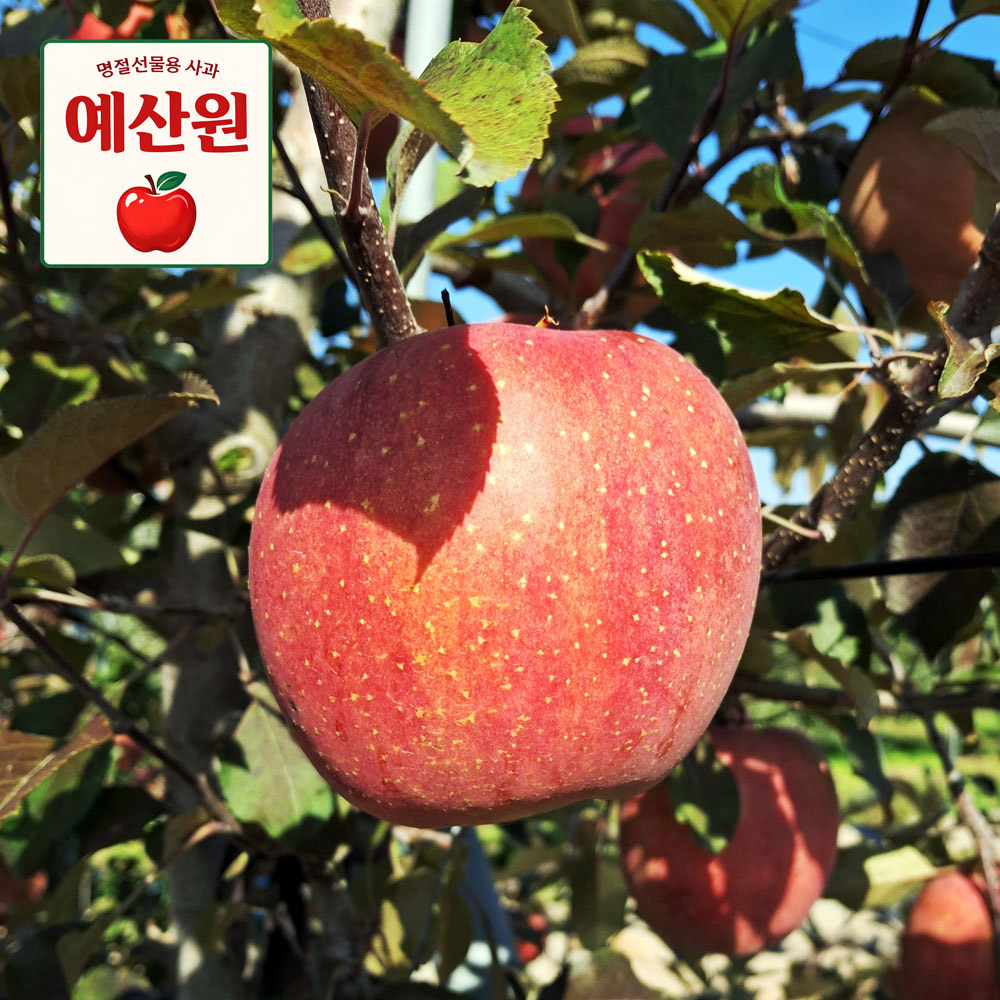 [예산사과] 명절 선물용 새콤달콤 맛있는 부사 5kg/10kg (옵션 택1)